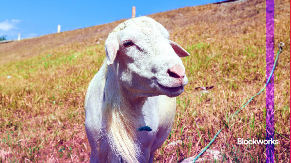 Мечтает ли ИИ о токенах: феномен GOAT и связанного с ним «евангелия»